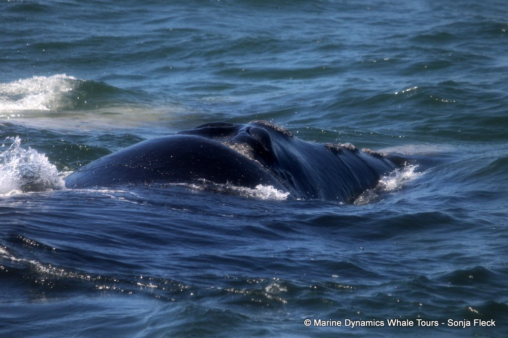Southern right whale, whale watching, gansbaai, south africa,