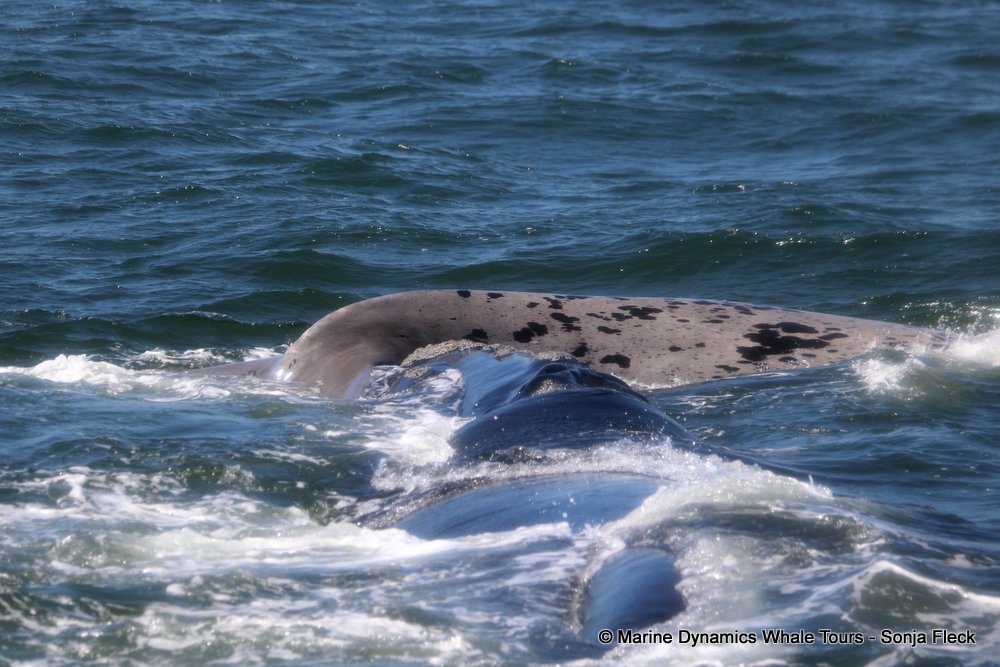Southern right whale, whale watching, gansbaai, south africa,