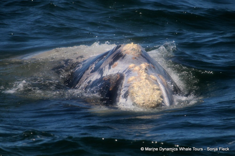 Southern right whale, whale watching, gansbaai, south africa,