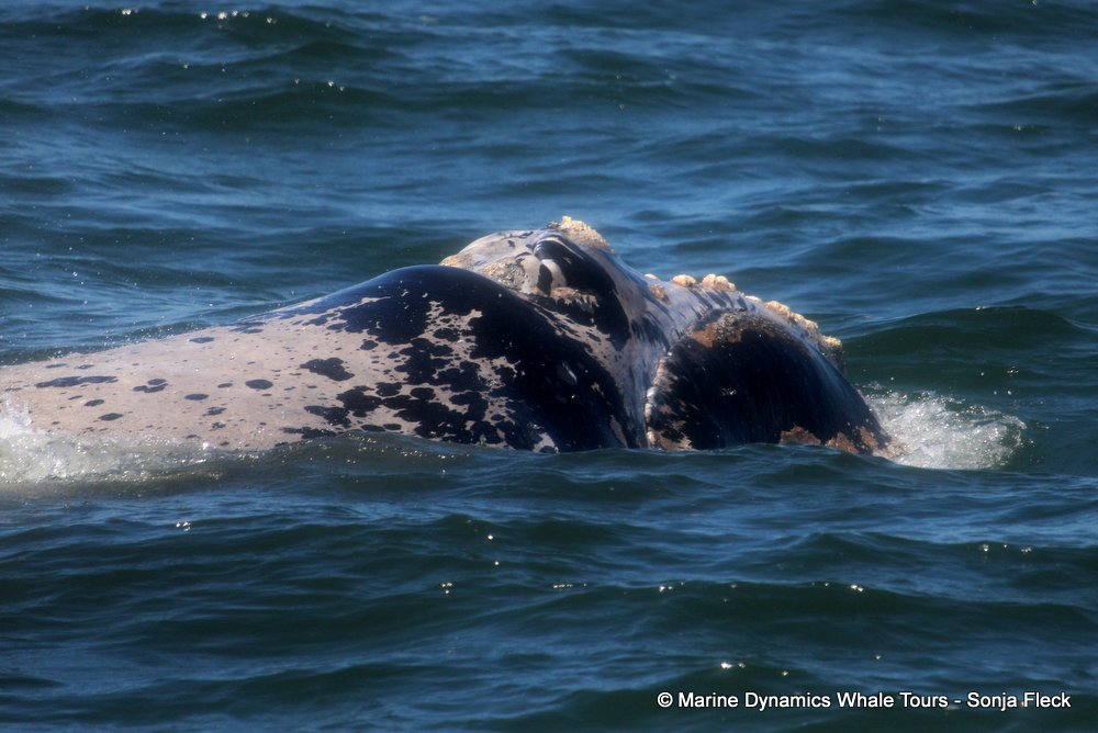 Southern right whale, whale watching, gansbaai, south africa,