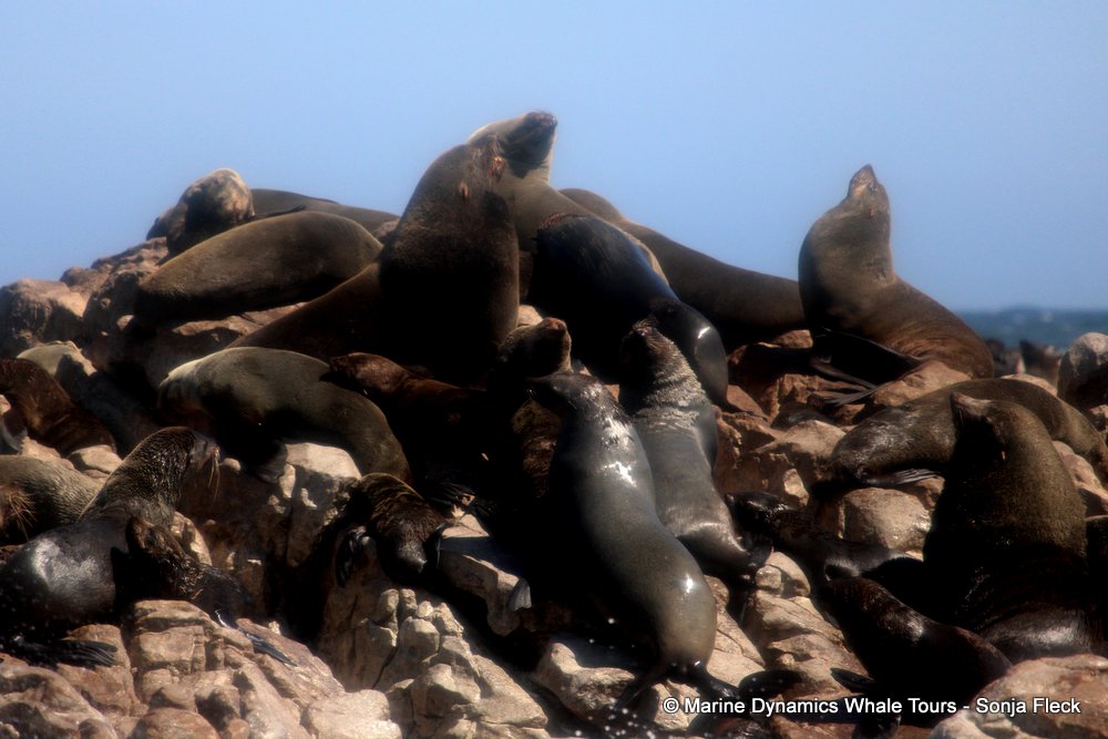 cape fur seal, whale watching, gansbaai, south africa
