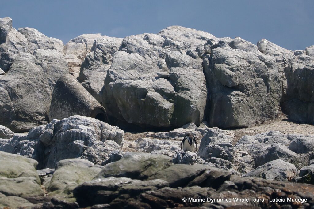african penguin, whale watching, gansbaai, south africa
