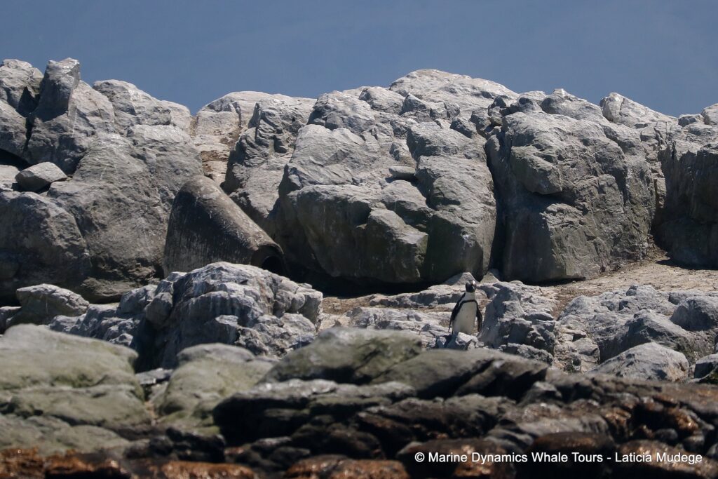 african penguin, whale watching, gansbaai, south africa