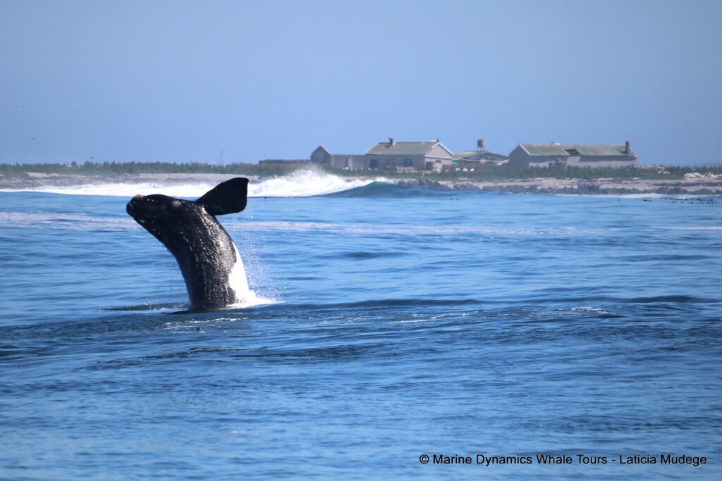 Southern right whale, whale watching, gansbaai, south africa,