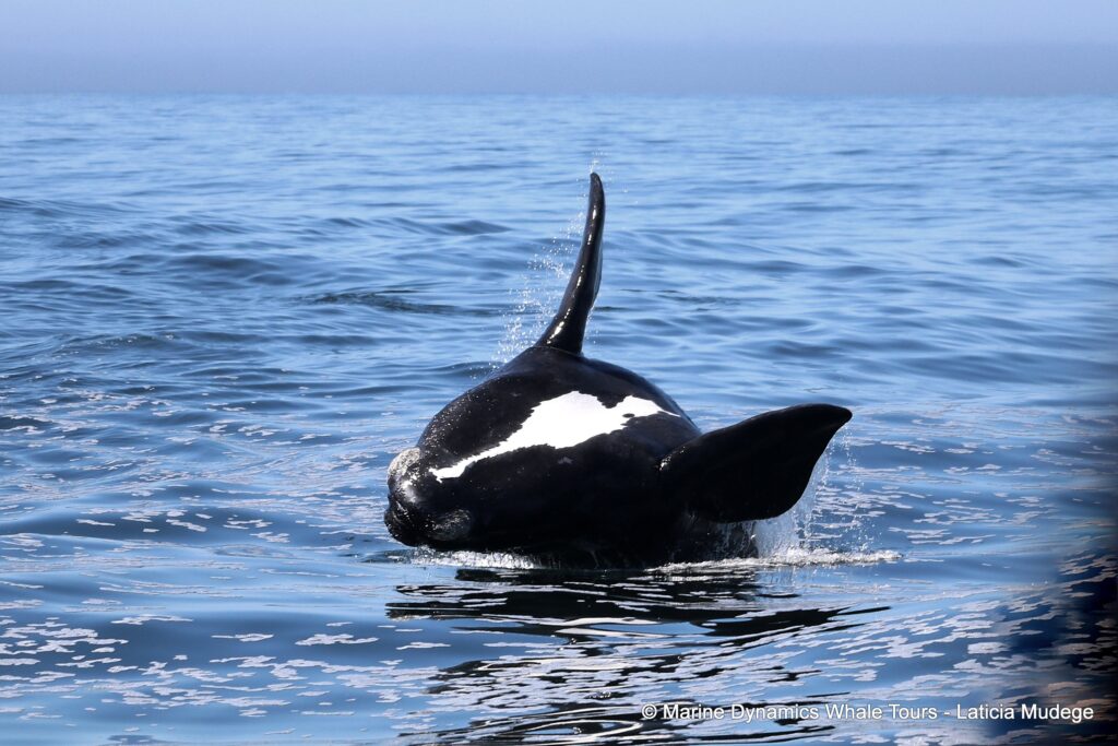 Southern right whale, whale watching, gansbaai, south africa,