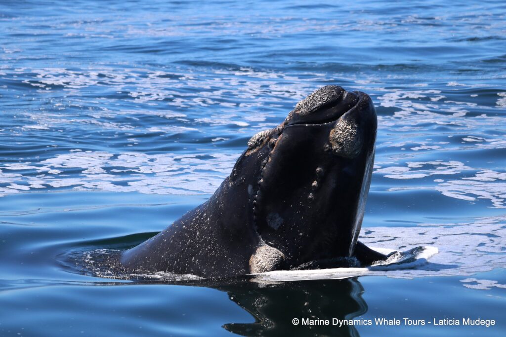 Southern right whale, whale watching, gansbaai, south africa,