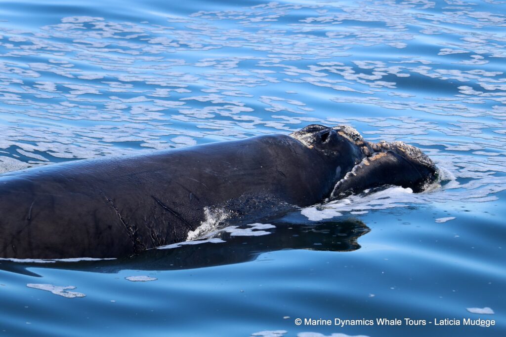 Southern right whale, whale watching, gansbaai, south africa,