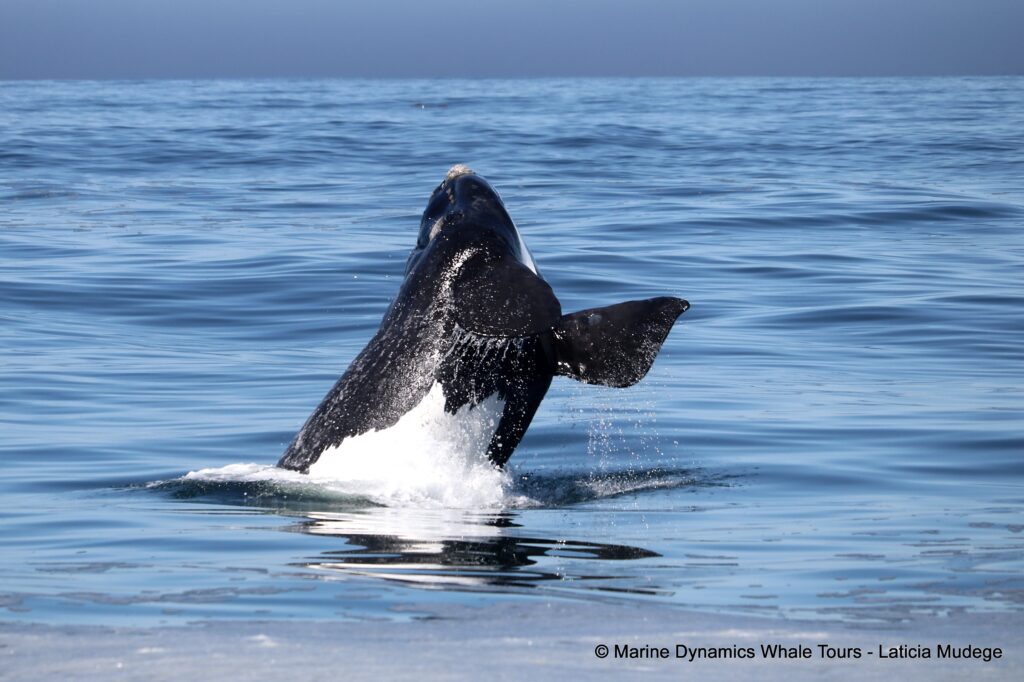 Southern right whale, whale watching, gansbaai, south africa,