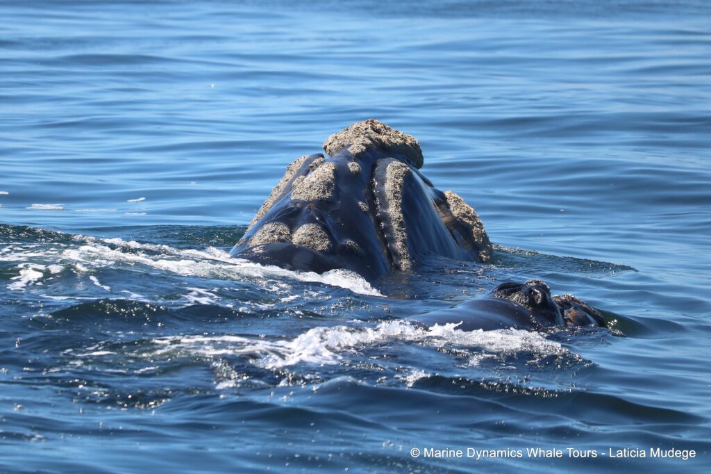Southern right whale, whale watching, gansbaai, south africa,
