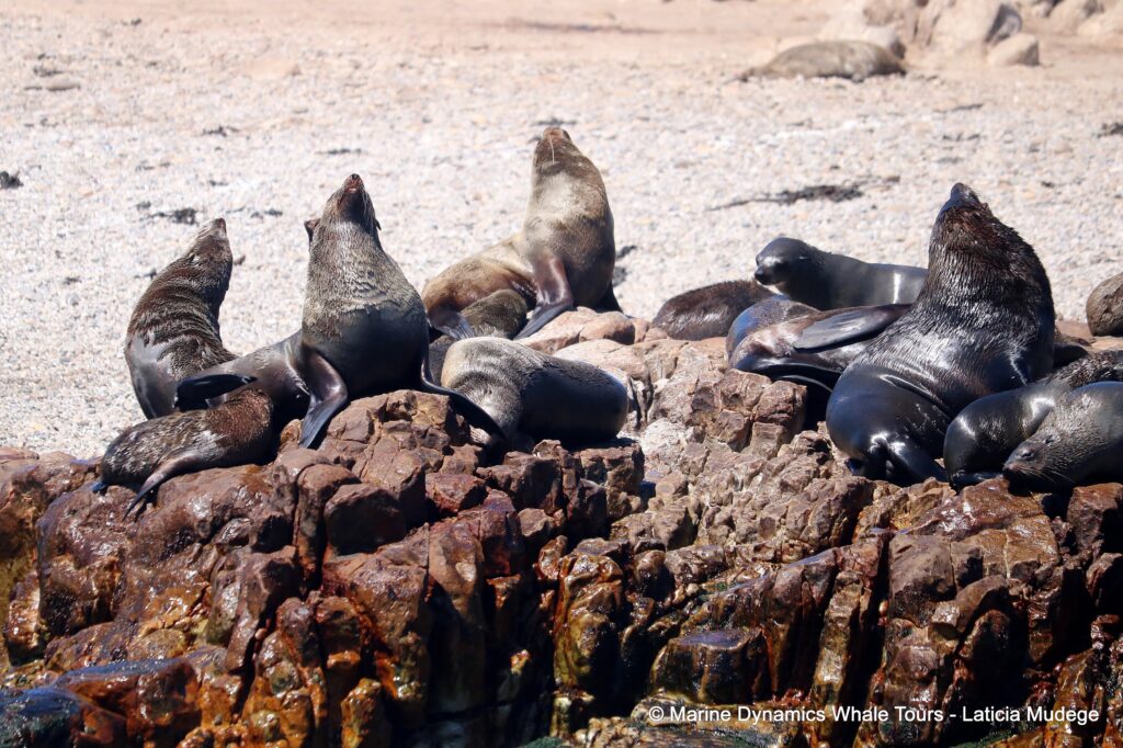 cape fur seal, whale watching, gansbaai, south africa
