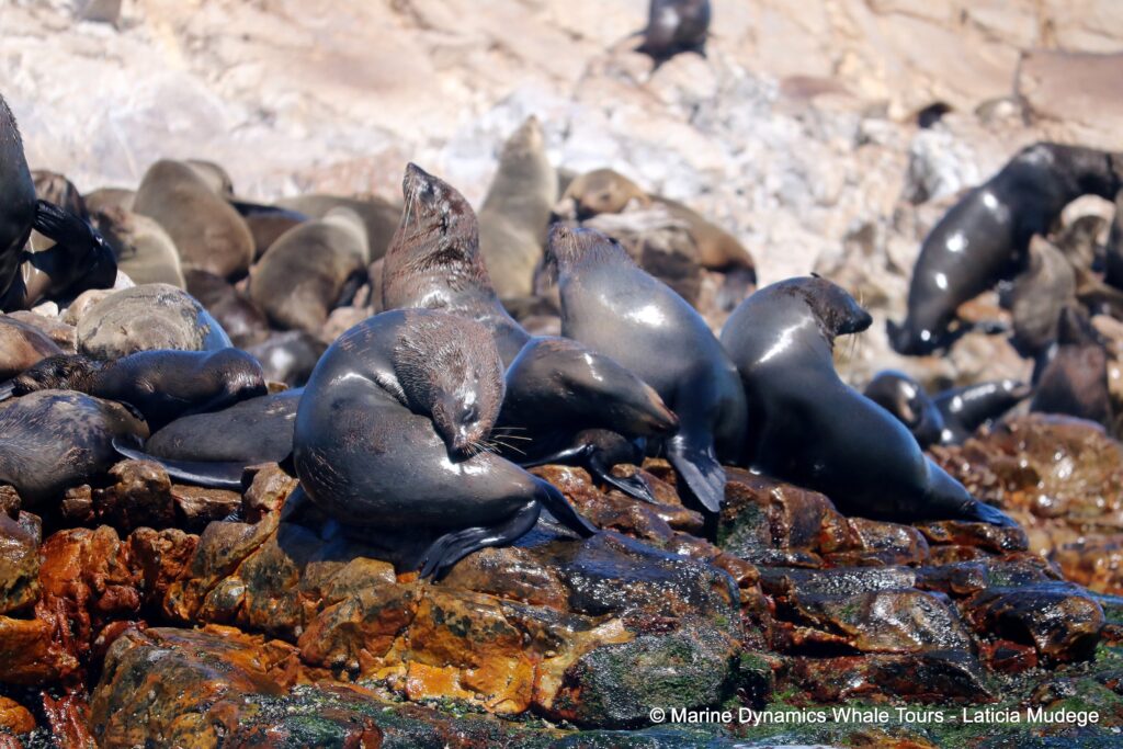 cape fur seal, whale watching, gansbaai, south africa