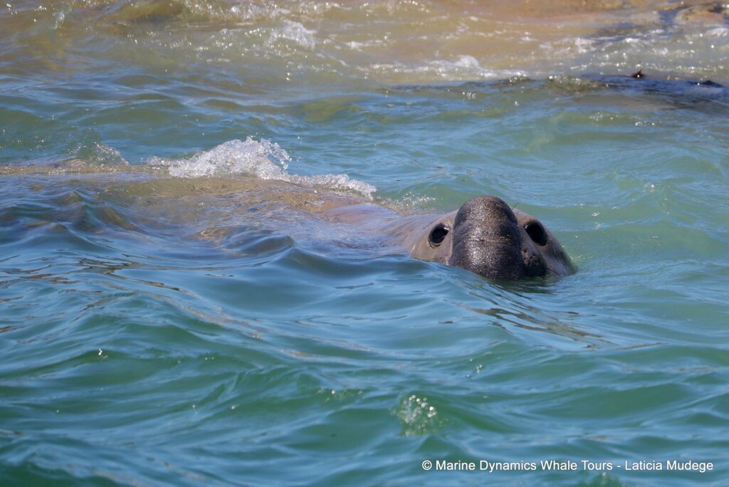 cape fur seal, whale watching, gansbaai, south africa