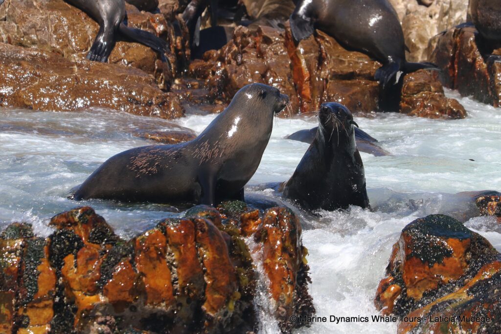 cape fur seal, whale watching, gansbaai, south africa