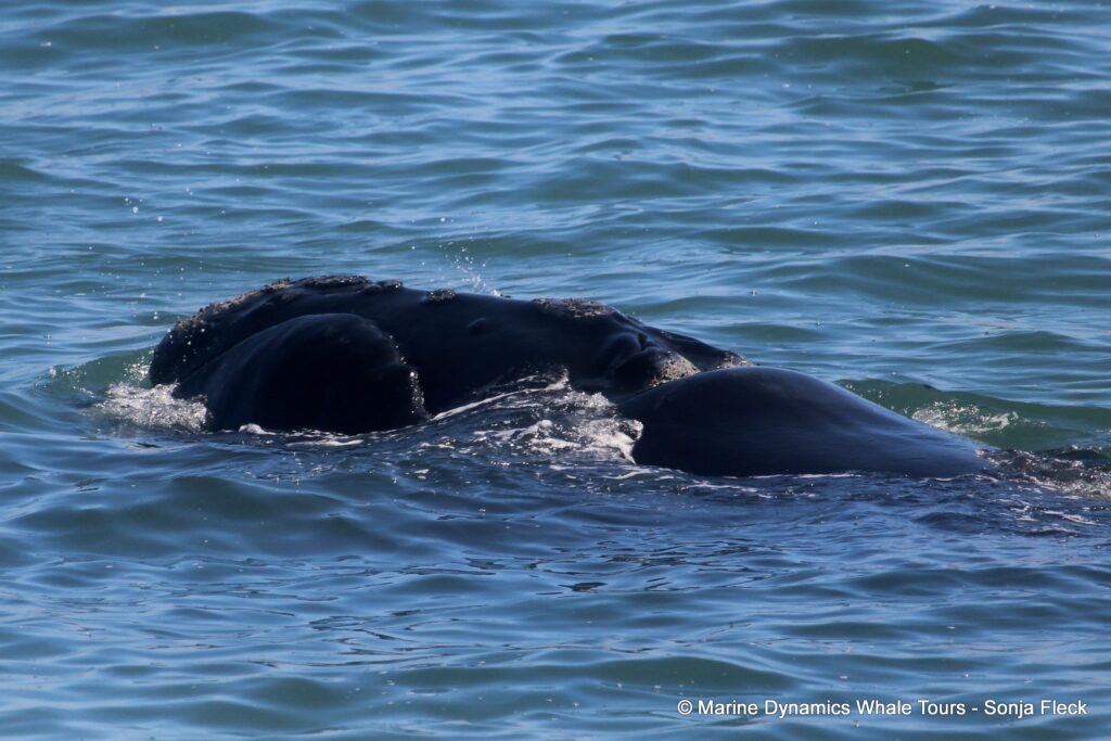 Southern right whale, whale watching, gansbaai, south africa,