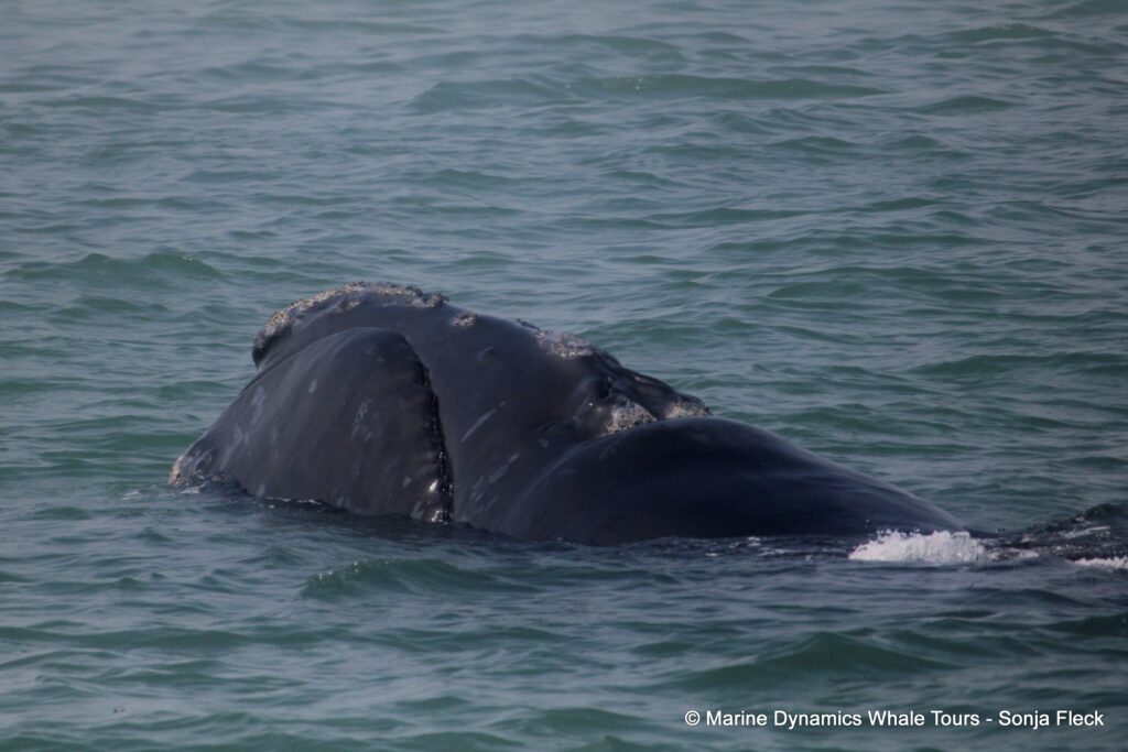 Southern right whale, whale watching, gansbaai, south africa,