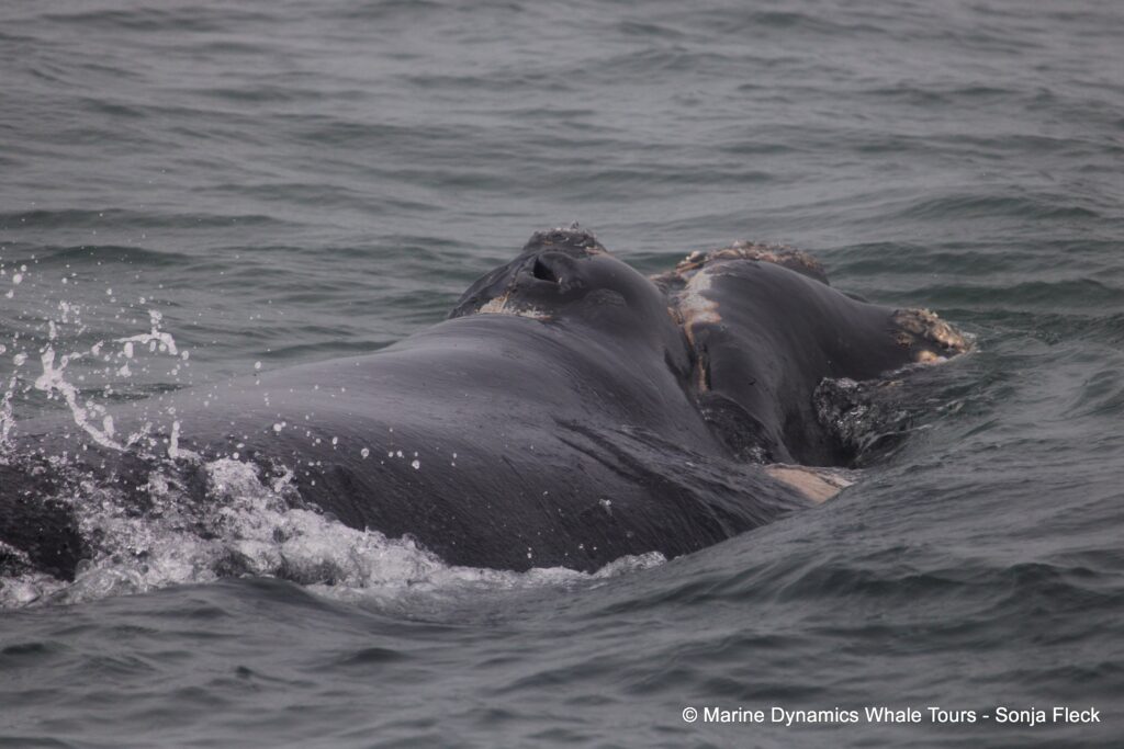 Southern right whale, whale watching, gansbaai, south africa,