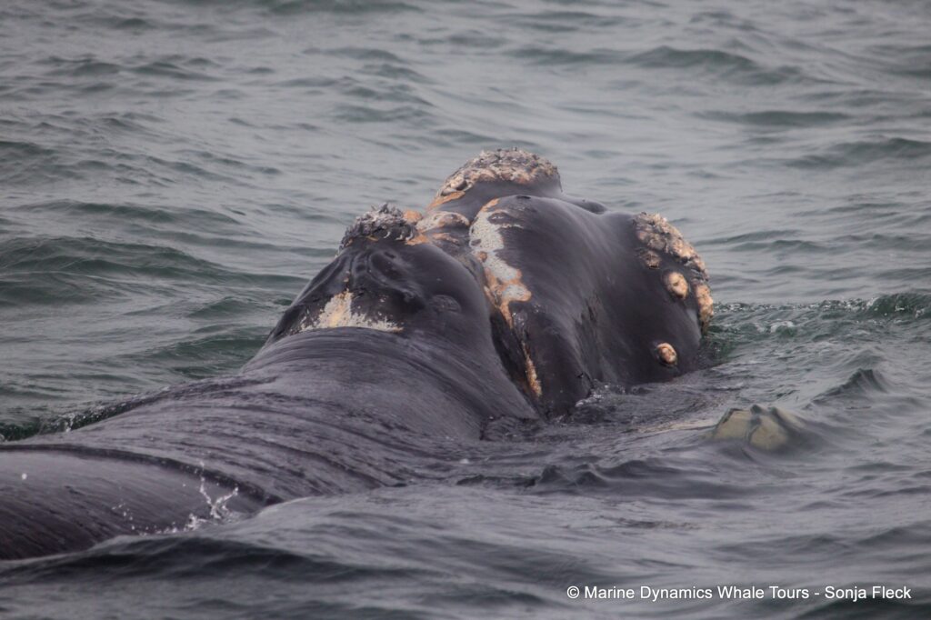 Southern right whale, whale watching, gansbaai, south africa,