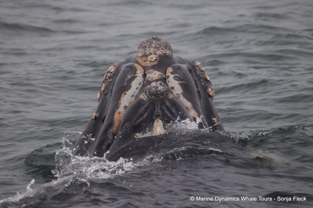 Southern right whale, whale watching, gansbaai, south africa,