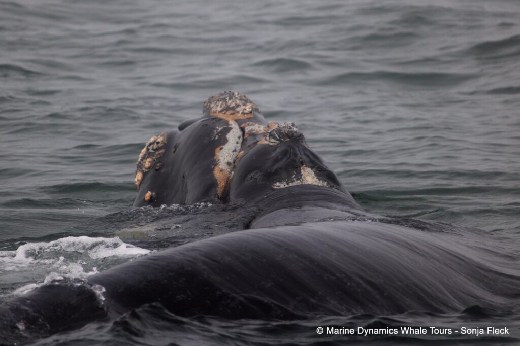 Southern right whale, whale watching, gansbaai, south africa,