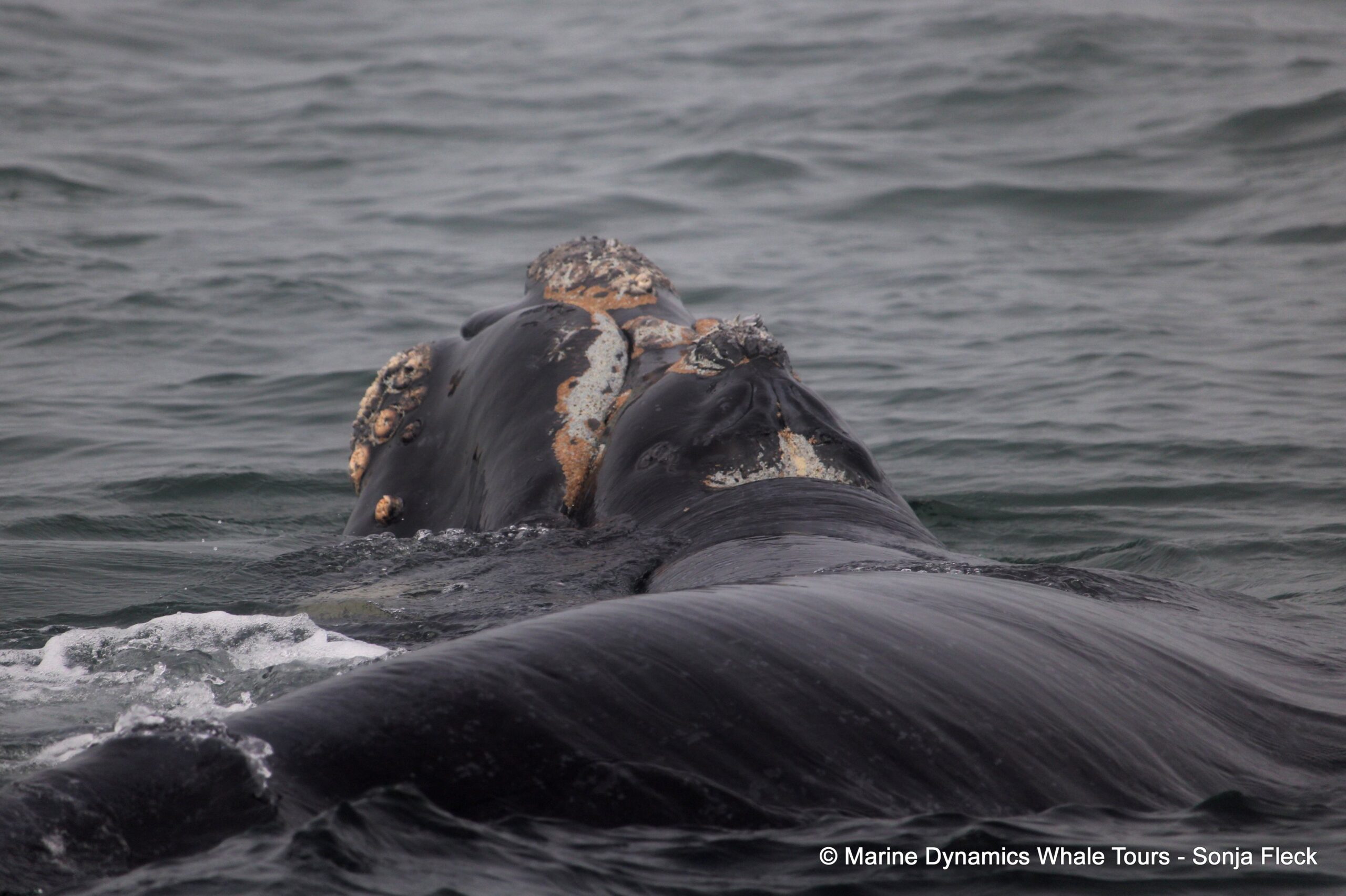 Marine Big 5 Daily Blog 11 October