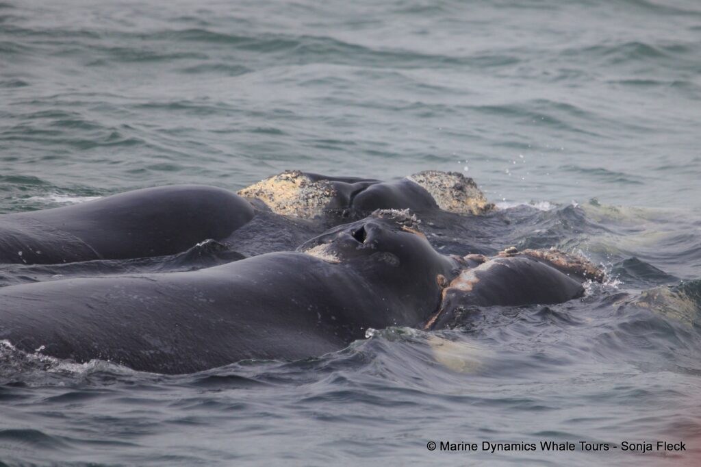 Southern right whale, whale watching, gansbaai, south africa,