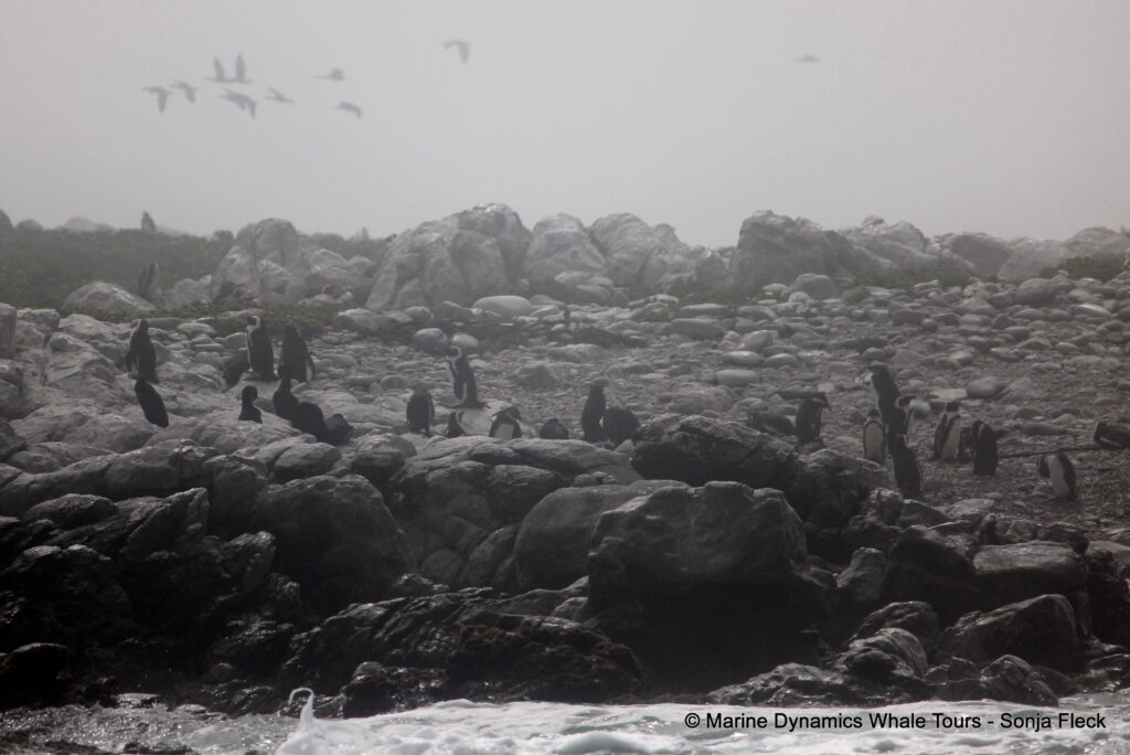 african penguin, whale watching, gansbaai, south africa