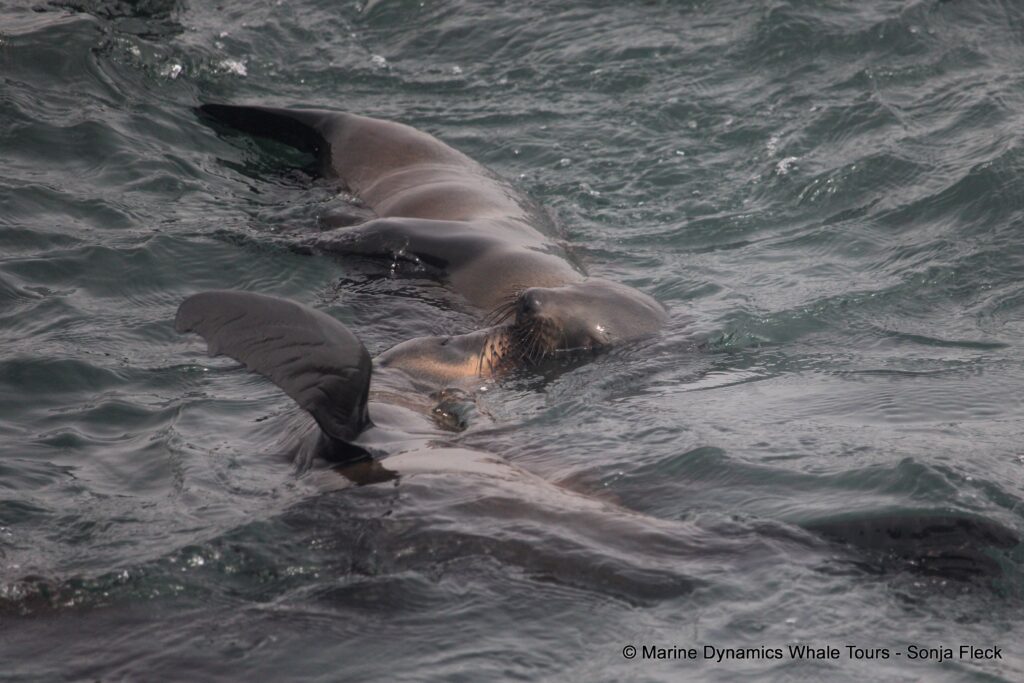 cape fur seal, whale watching, gansbaai, south africa