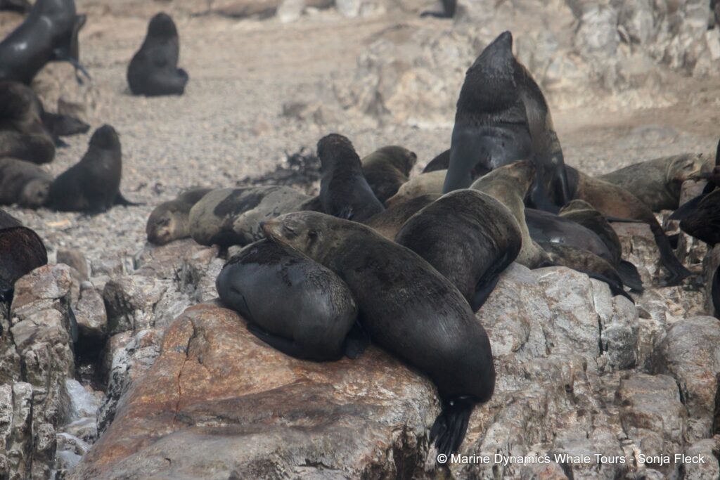 cape fur seal, whale watching, gansbaai, south africa