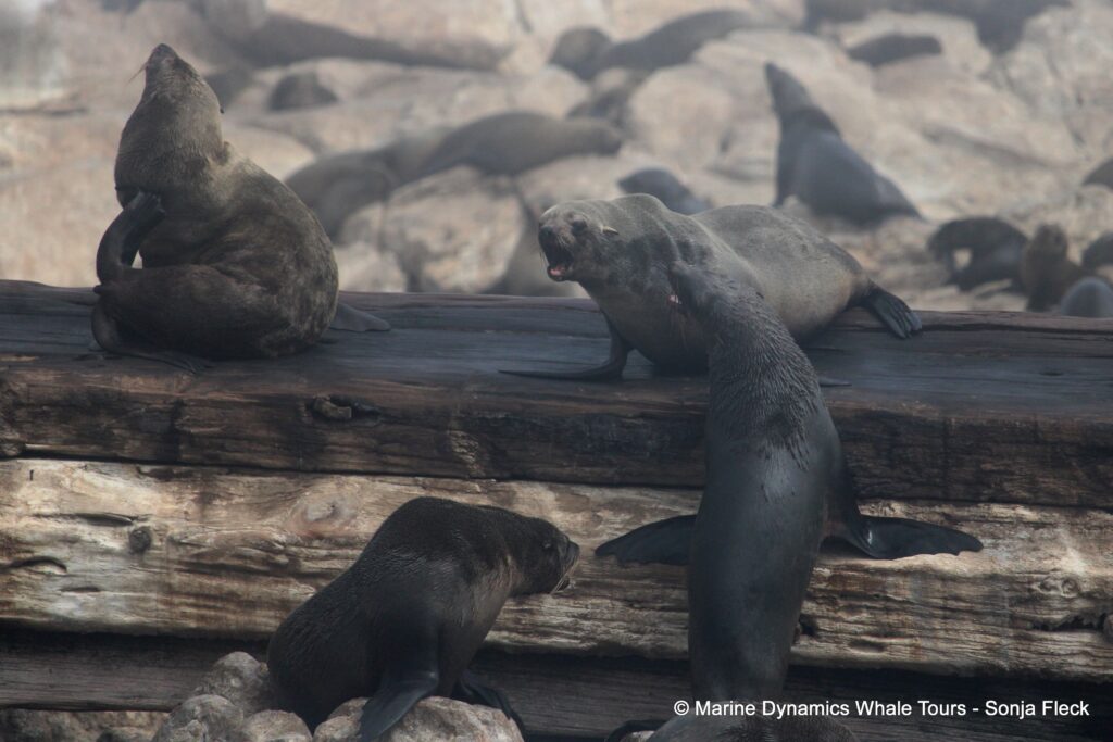 cape fur seal, whale watching, gansbaai, south africa