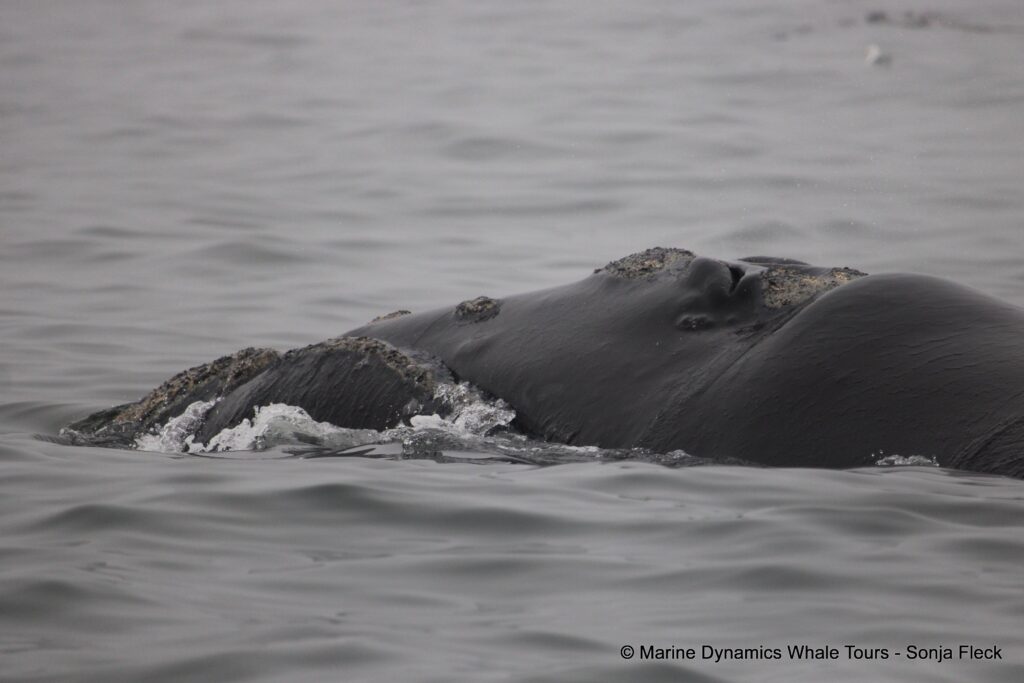 Southern right whale, whale watching, gansbaai, south africa,
