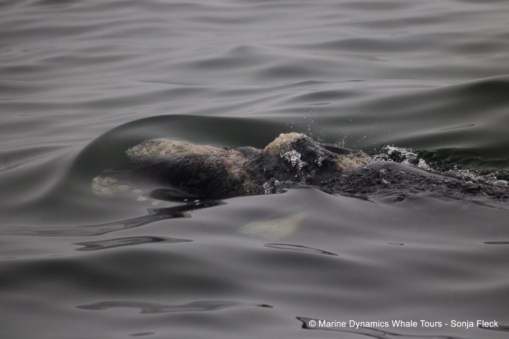 Southern right whale, whale watching, gansbaai, south africa,