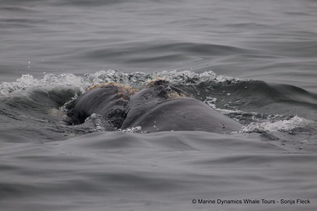 Southern right whale, whale watching, gansbaai, south africa,