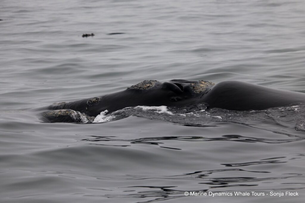 Southern right whale, whale watching, gansbaai, south africa,