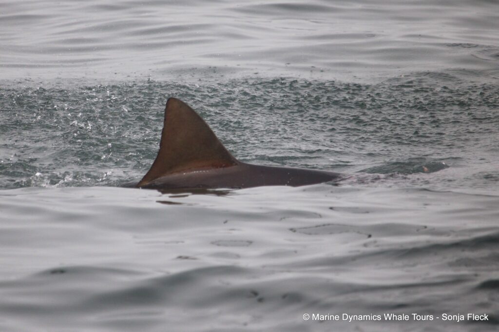 bronze whaler shark, whale watching, gansbaai, south africa,