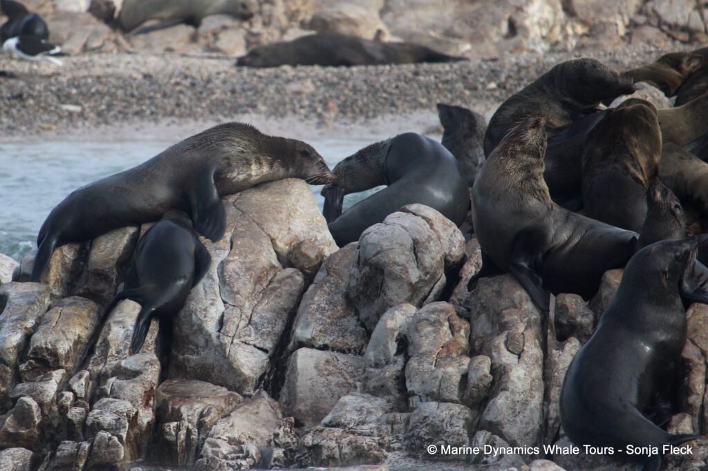 cape fur seal, whale watching, gansbaai, south africa