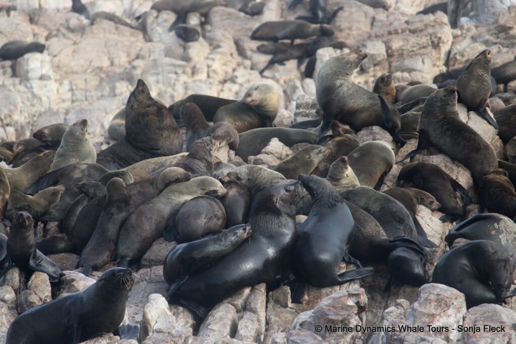 cape fur seal, whale watching, gansbaai, south africa