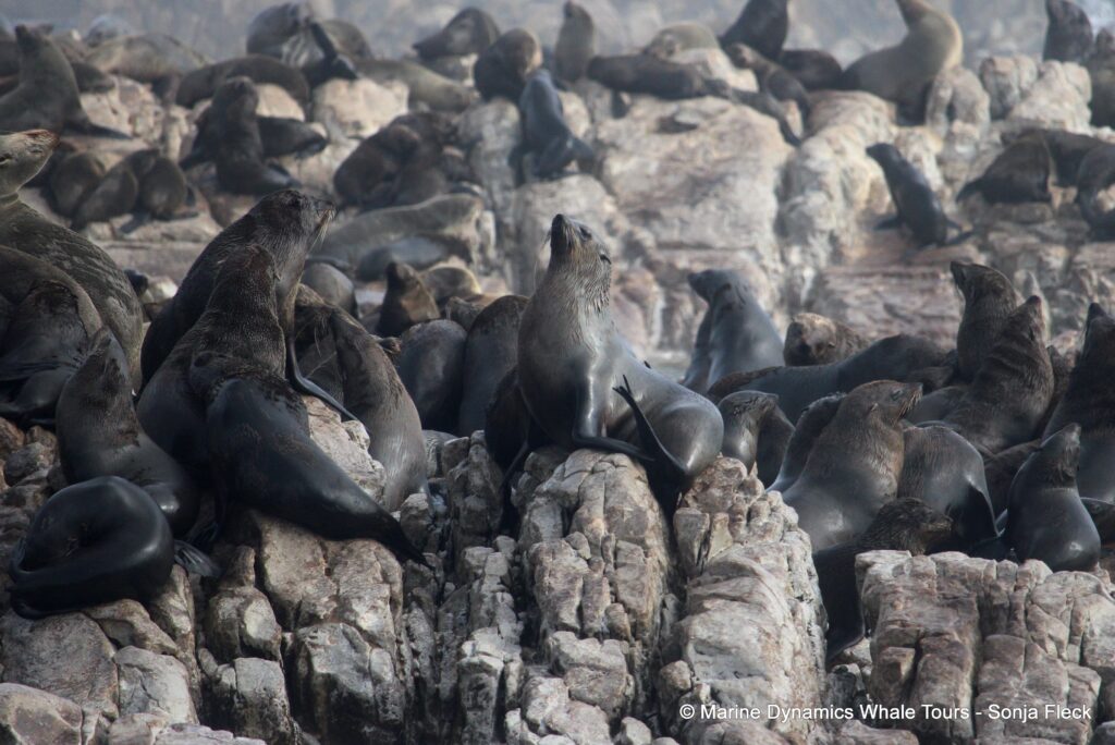 cape fur seal, whale watching, gansbaai, south africa
