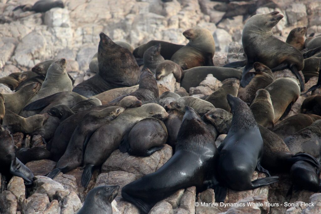 cape fur seal, whale watching, gansbaai, south africa
