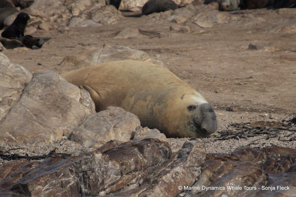 elephant seal, whale watching, gansbaai, south africa
