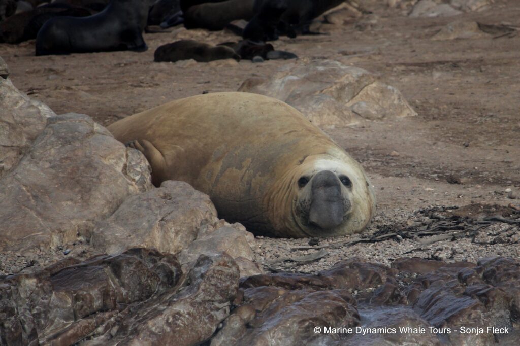 elephant seal, whale watching, gansbaai, south africa