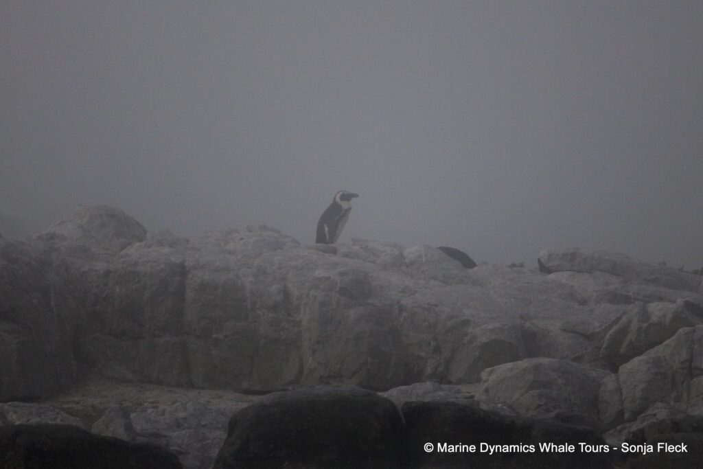 african penguin, whale watching, gansbaai, south africa
