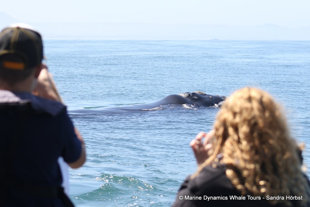 Southern right whale, whale watching, gansbaai, south africa,