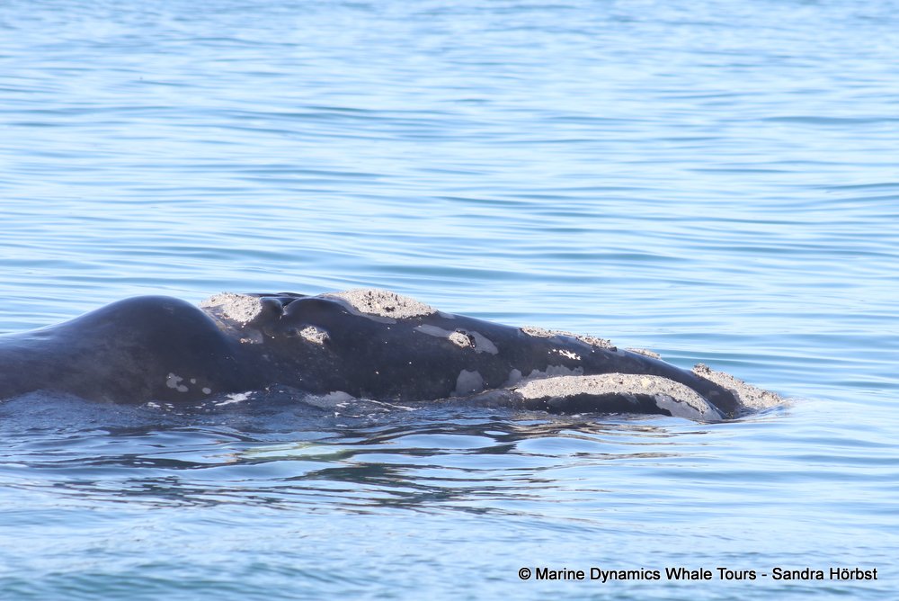 Southern right whale, whale watching, gansbaai, south africa,