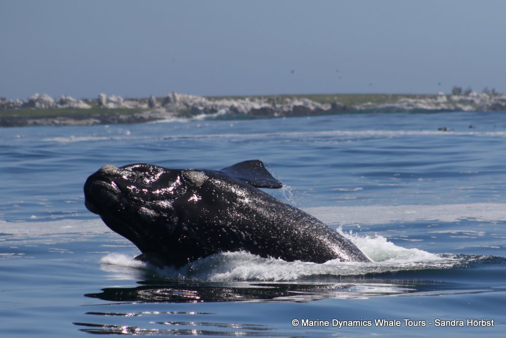 Southern right whale, whale watching, gansbaai, south africa,