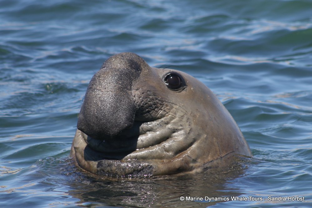 elephant seal, whale watching, gansbaai, south africa