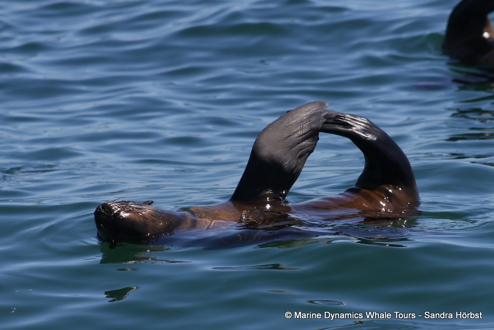 cape fur seal, whale watching, gansbaai, south africa