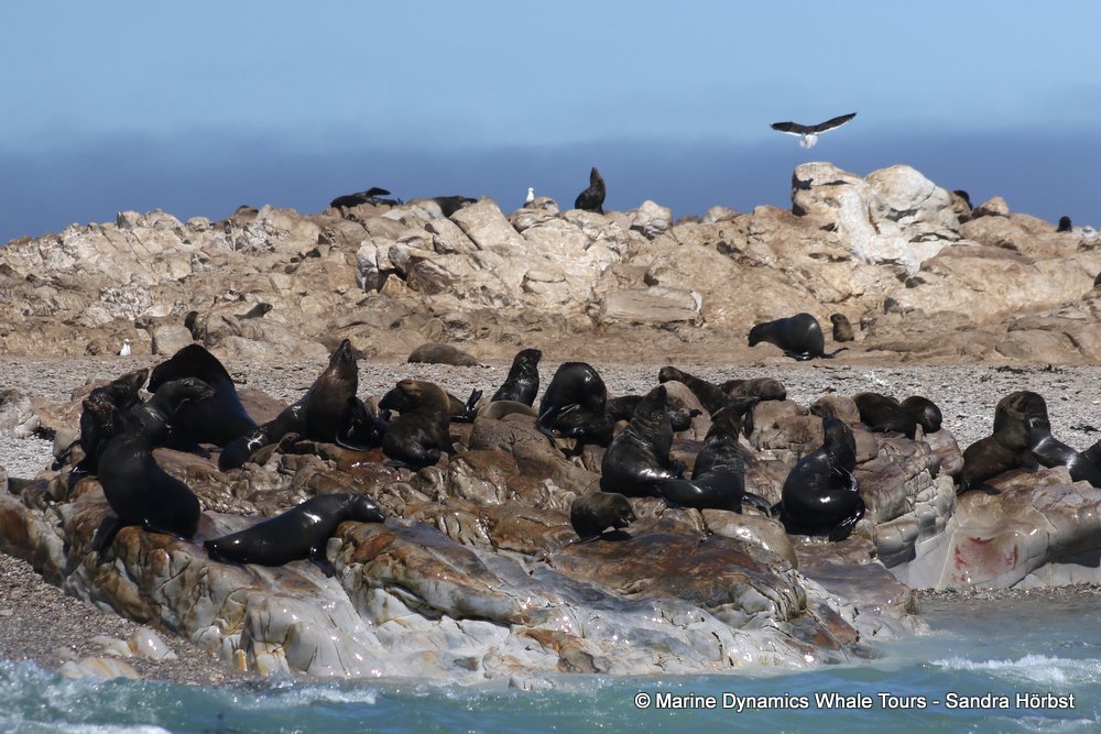 cape fur seal, whale watching, gansbaai, south africa