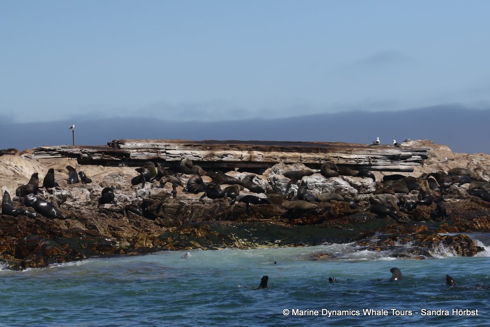 cape fur seal colony, whale watching, gansbaai, south africa,