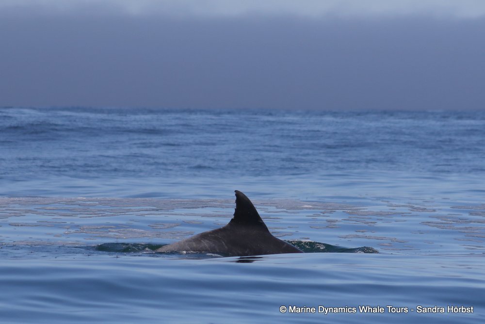 dolphin, whale watching, gansbaai, south africa,