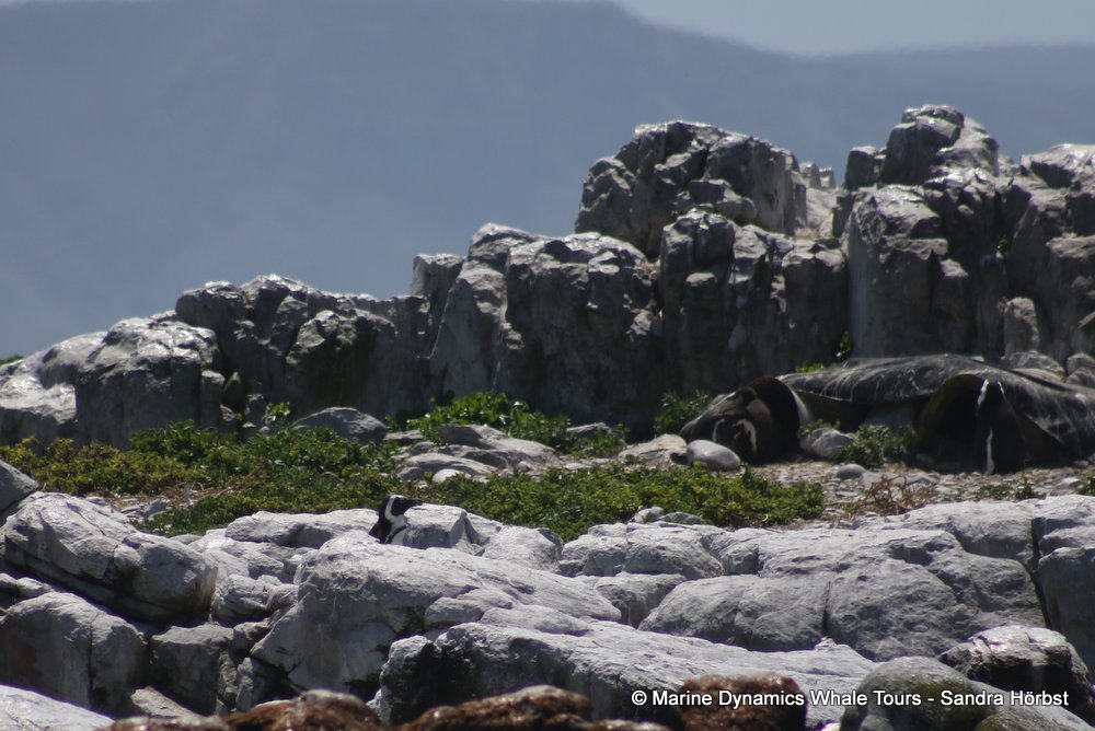 penguins, whale watching, gansbaai, south africa,